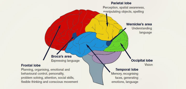 Human Brain Functions - Communication
