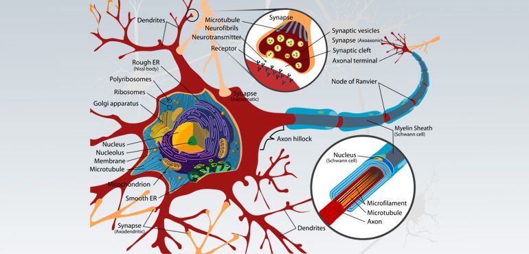 Neurons in the Brain