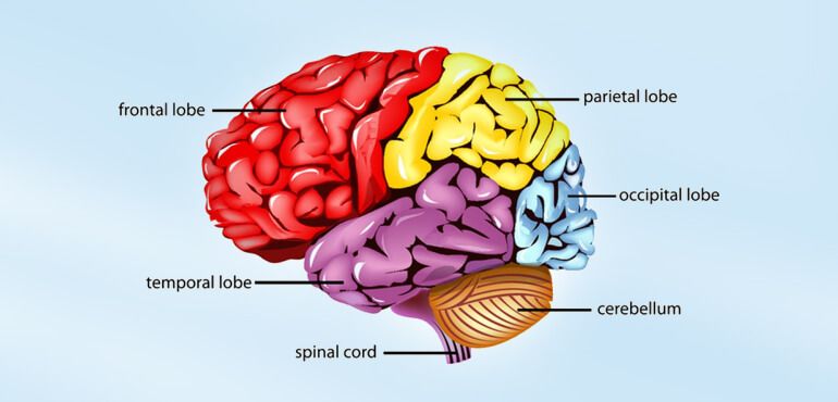 parts of the human brain