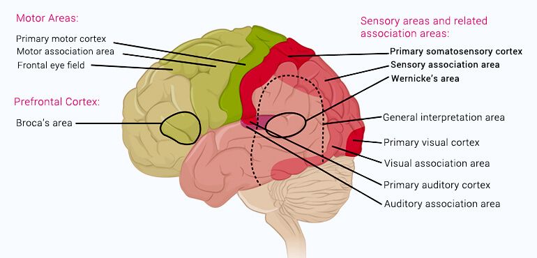 Human Brain Functions - Reasoning