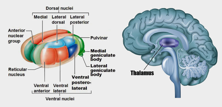 What is Thalamus - Structure