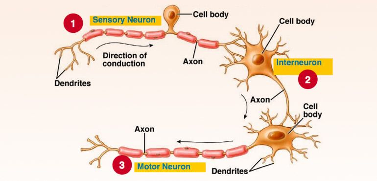 Neurons in the Brain - Types of Neurons