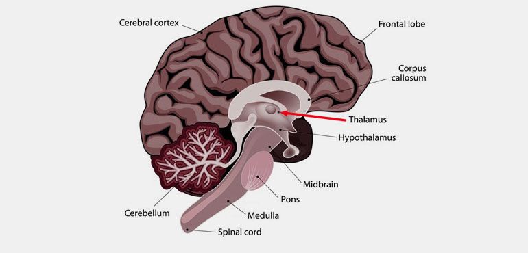 What is Thalamus Responsible for?