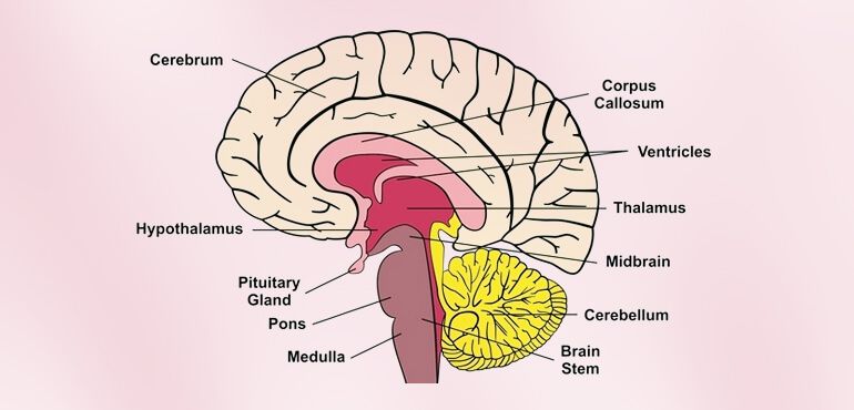 Human Brain Facts For Adults