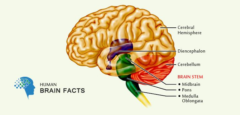 Human Brain Information