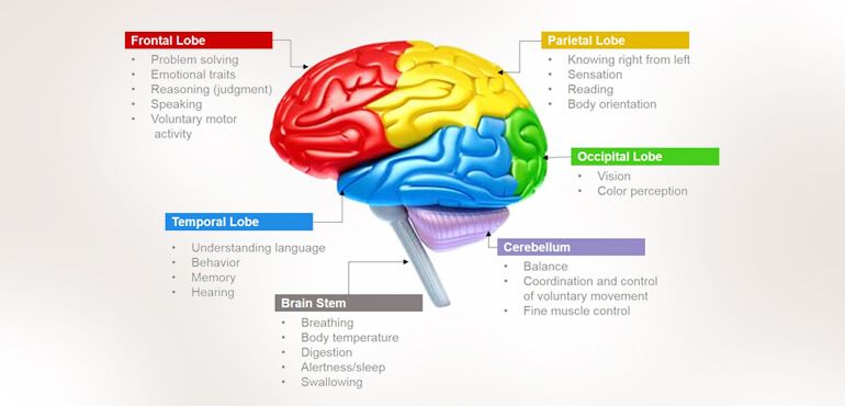 Human Brain Functions