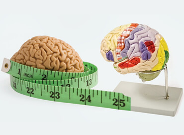 human brain size
