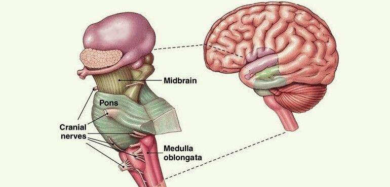 Human Brain Information - Brain Stem