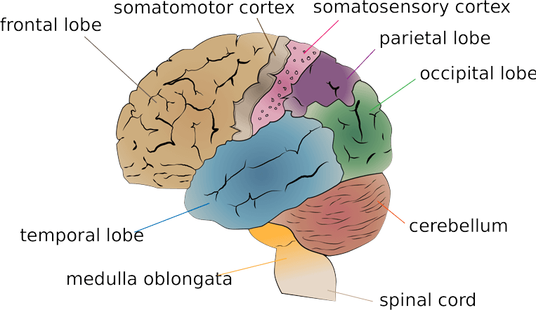 human brain facts